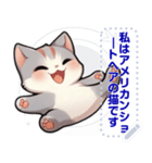 アメリカンショートヘア - 日常用語（J2）（個別スタンプ：1）
