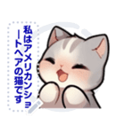 アメリカンショートヘア - 日常用語（J2）（個別スタンプ：10）