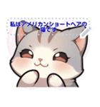 アメリカンショートヘア - 日常用語（J2）（個別スタンプ：12）