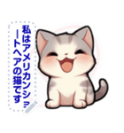 アメリカンショートヘア - 日常用語（J2）（個別スタンプ：17）