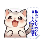 アメリカンショートヘア - 日常用語（J2）（個別スタンプ：20）