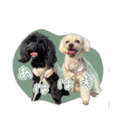 CONALUA♡Yorkiepoo 2-1（個別スタンプ：1）