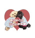CONALUA♡Yorkiepoo 2-1（個別スタンプ：2）