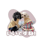 CONALUA♡Yorkiepoo 2-1（個別スタンプ：3）