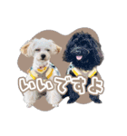 CONALUA♡Yorkiepoo 2-1（個別スタンプ：4）