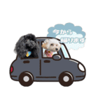 CONALUA♡Yorkiepoo 2-1（個別スタンプ：6）