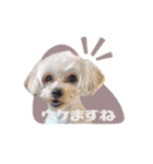 CONALUA♡Yorkiepoo 2-1（個別スタンプ：7）