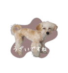 CONALUA♡Yorkiepoo 2-1（個別スタンプ：8）