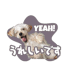 CONALUA♡Yorkiepoo 2-1（個別スタンプ：9）