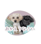 CONALUA♡Yorkiepoo 2-1（個別スタンプ：10）