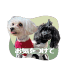 CONALUA♡Yorkiepoo 2-1（個別スタンプ：11）