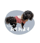 CONALUA♡Yorkiepoo 2-1（個別スタンプ：12）