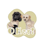 CONALUA♡Yorkiepoo 2-1（個別スタンプ：14）