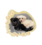 CONALUA♡Yorkiepoo 2-1（個別スタンプ：15）