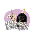 CONALUA♡Yorkiepoo 2-1（個別スタンプ：16）