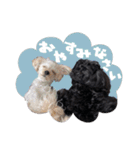 CONALUA♡Yorkiepoo 2-1（個別スタンプ：17）