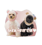 CONALUA♡Yorkiepoo 2-1（個別スタンプ：18）