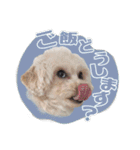 CONALUA♡Yorkiepoo 2-1（個別スタンプ：19）