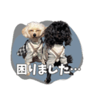 CONALUA♡Yorkiepoo 2-1（個別スタンプ：20）