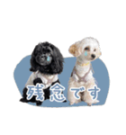 CONALUA♡Yorkiepoo 2-1（個別スタンプ：21）