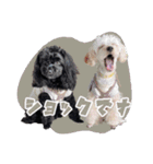 CONALUA♡Yorkiepoo 2-1（個別スタンプ：22）