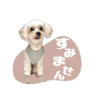 CONALUA♡Yorkiepoo 2-1（個別スタンプ：24）