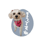 CONALUA♡Yorkiepoo 2-1（個別スタンプ：25）