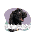 CONALUA♡Yorkiepoo 2-1（個別スタンプ：26）