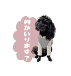 CONALUA♡Yorkiepoo 2-1（個別スタンプ：33）
