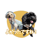 CONALUA♡Yorkiepoo 2-1（個別スタンプ：38）