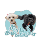 CONALUA♡Yorkiepoo 2-1（個別スタンプ：39）