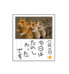 ハッピーなハムスター達（個別スタンプ：10）