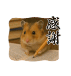 ハッピーなハムスター達（個別スタンプ：22）