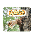 チョウが多めのスタンプ（個別スタンプ：1）
