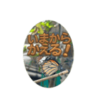 チョウが多めのスタンプ（個別スタンプ：5）