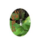 チョウが多めのスタンプ（個別スタンプ：6）