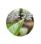 チョウが多めのスタンプ（個別スタンプ：7）