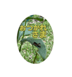 チョウが多めのスタンプ（個別スタンプ：18）