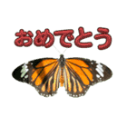 チョウが多めのスタンプ（個別スタンプ：23）
