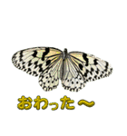 チョウが多めのスタンプ（個別スタンプ：24）