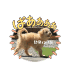 Chai-gogo（個別スタンプ：10）