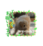 Chai-gogo（個別スタンプ：11）
