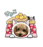 Chai-gogo（個別スタンプ：14）