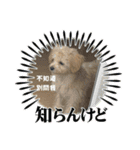 Chai-gogo（個別スタンプ：15）