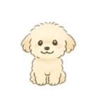 もふもふプードルくん（個別スタンプ：1）