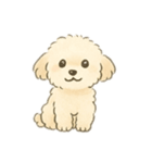 もふもふプードルくん（個別スタンプ：2）
