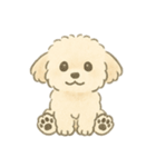 もふもふプードルくん（個別スタンプ：3）