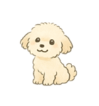 もふもふプードルくん（個別スタンプ：5）