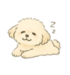 もふもふプードルくん（個別スタンプ：13）