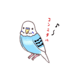 セキセイインコたちの日々（個別スタンプ：1）